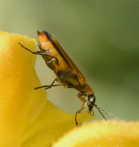 Oedemera podagrariae